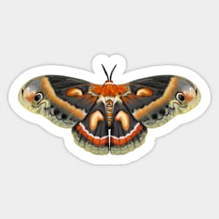 Cecropia Moth Sticker